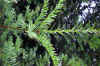 Taxus baccata-Tejo- Teixo