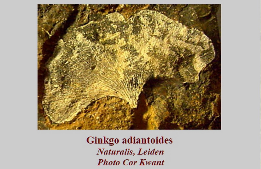 gingo-fosil